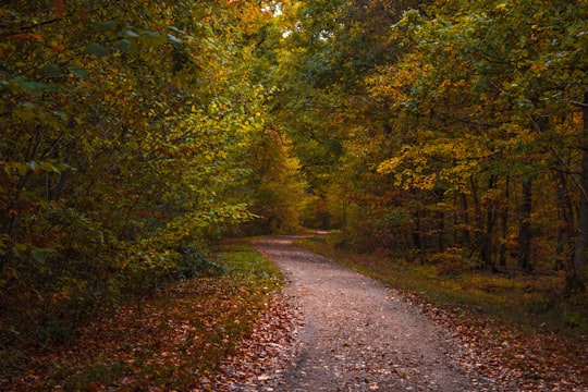 green leafed trees and brown pathway in Montigny-le-Bretonneux France