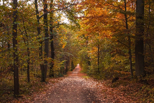 empty way in between of trees in Montigny-le-Bretonneux France