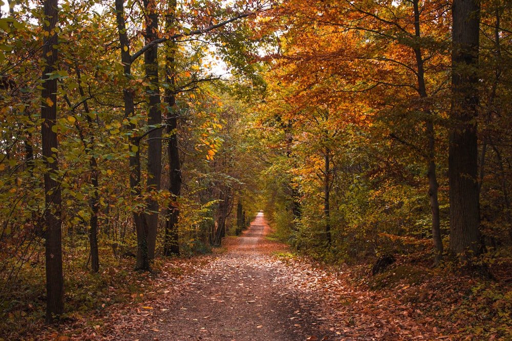 empty way in between of trees