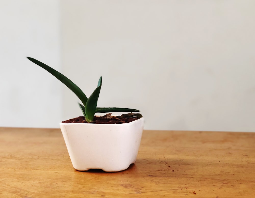 pianta verde su vaso in ceramica bianca