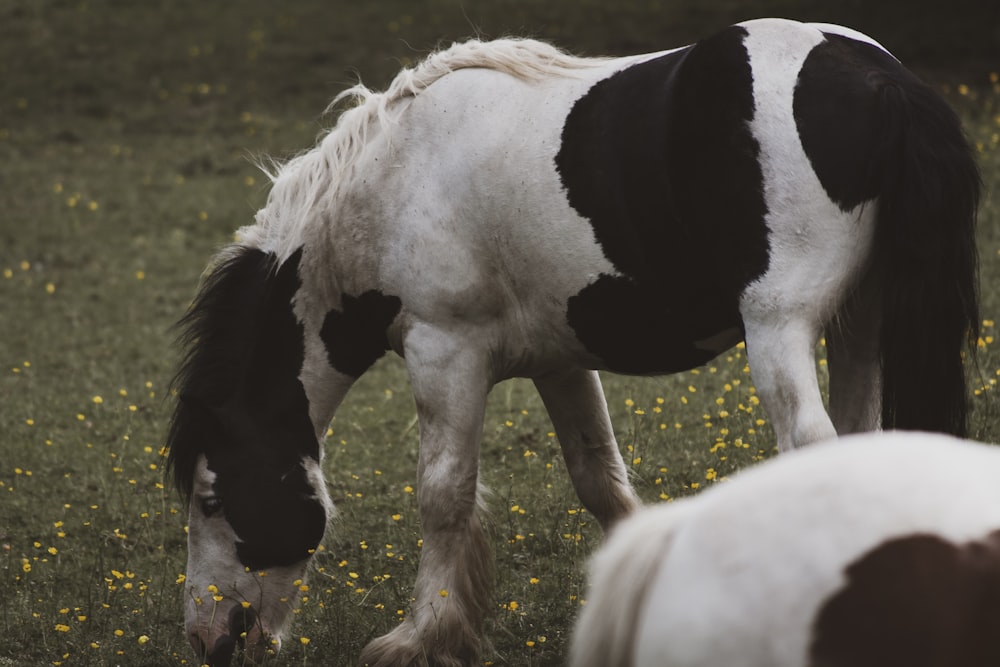 white and black horse eating grass
