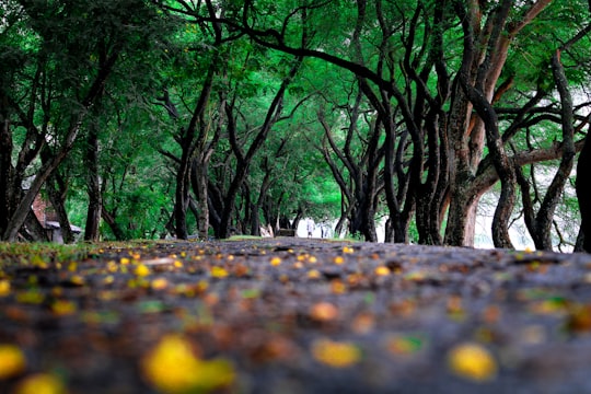 green-leafed trees in Falta India