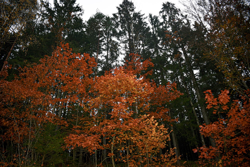 yellow and green treers