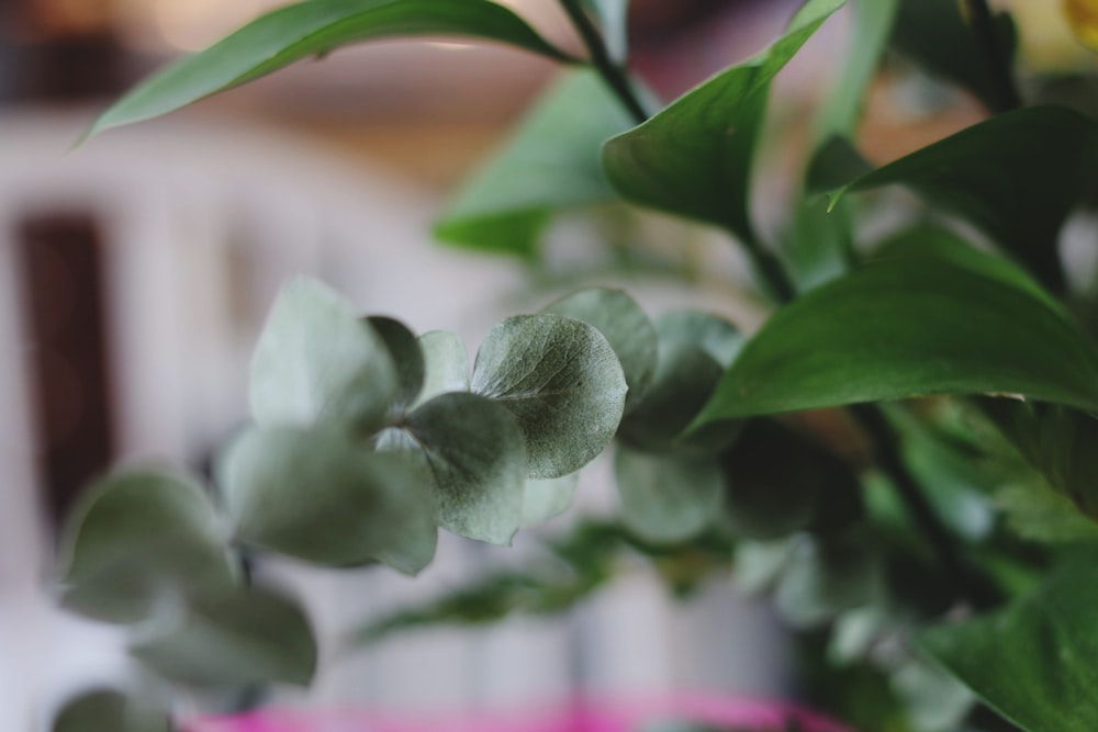 selective focus photo of green-leaf plant