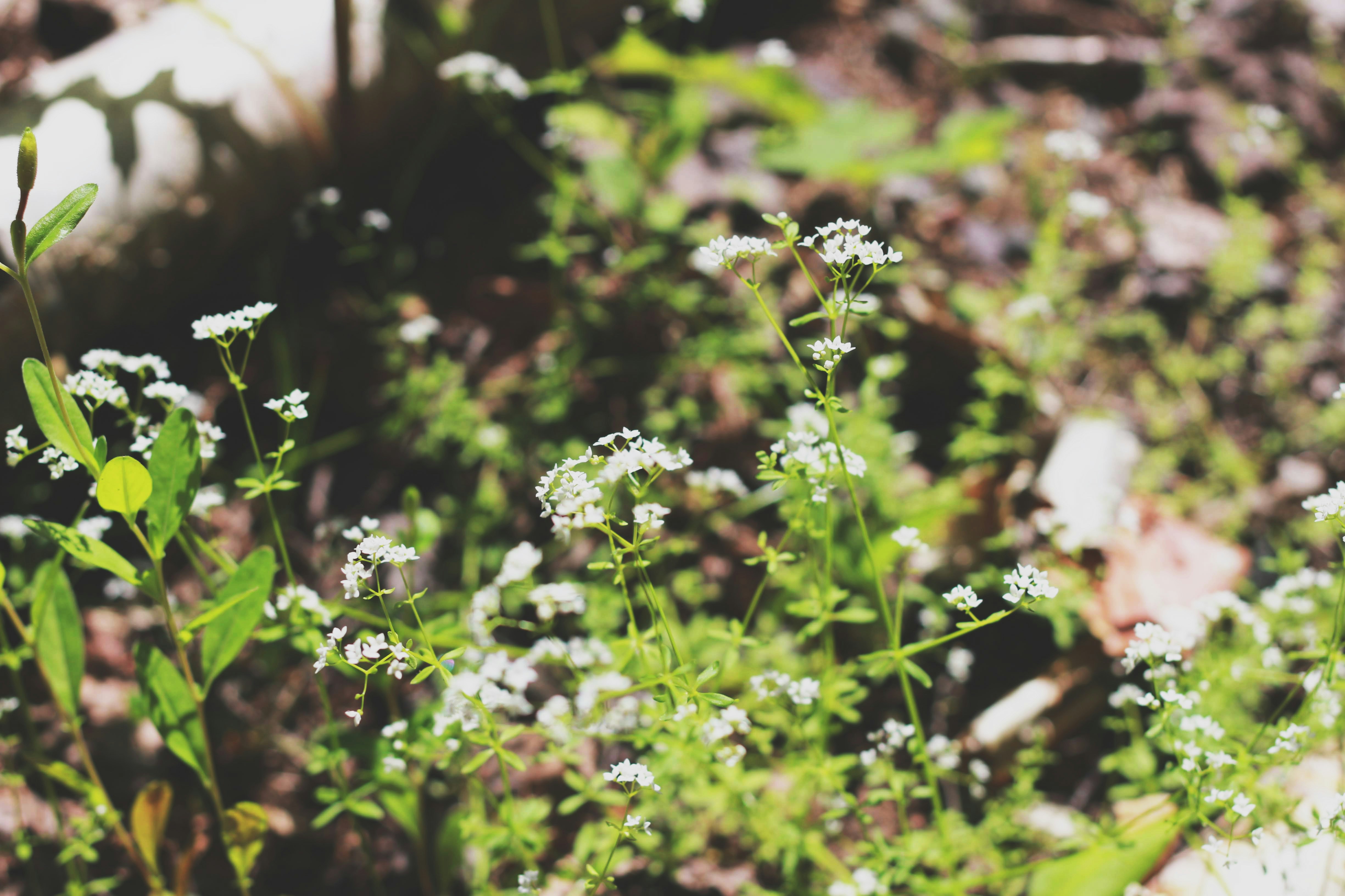 white-petaled flowers