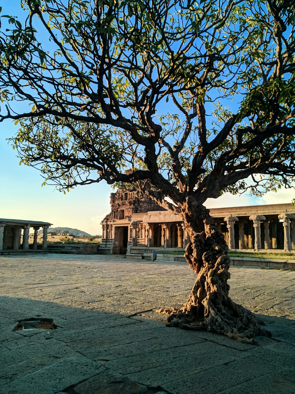 tall bare tree