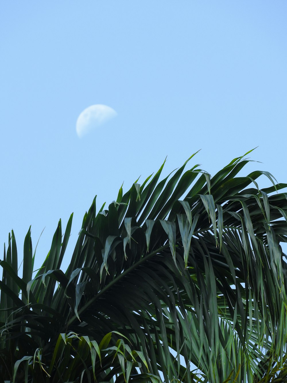 green palm trees and the moon