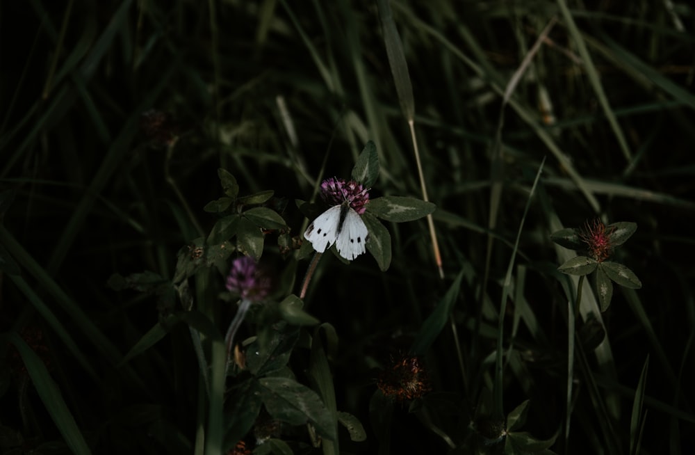 white butterfly on flowers