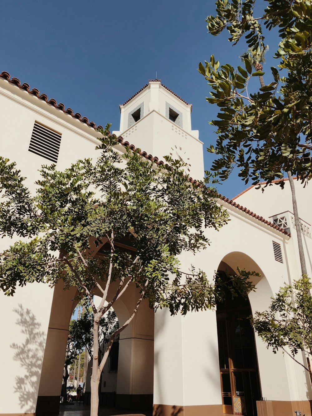 trees near building