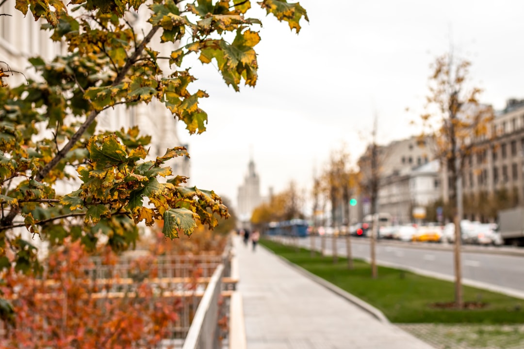 green-leafed tree on sidewalk