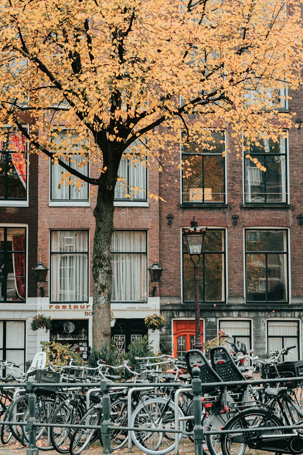 bicycles beside tree