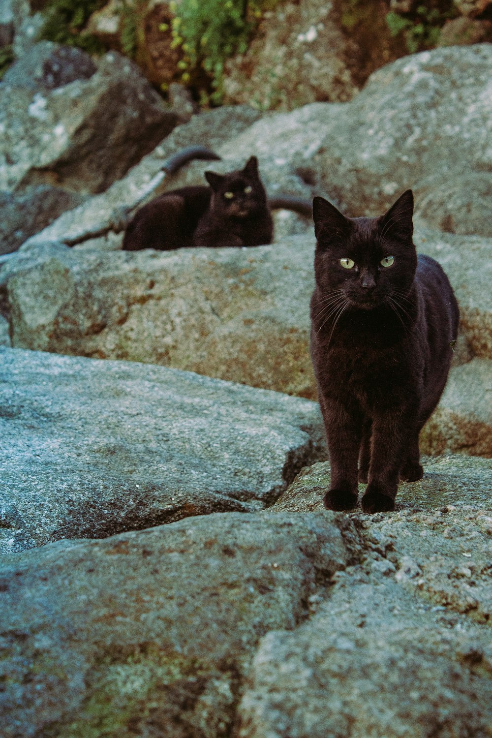 two cats on rocks