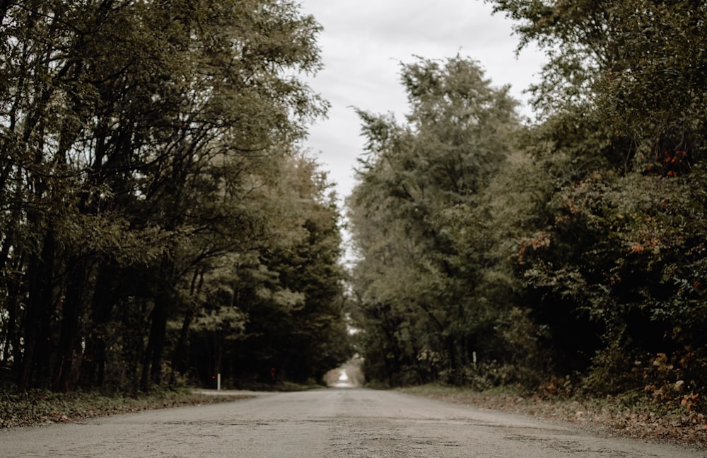 tree lined country road