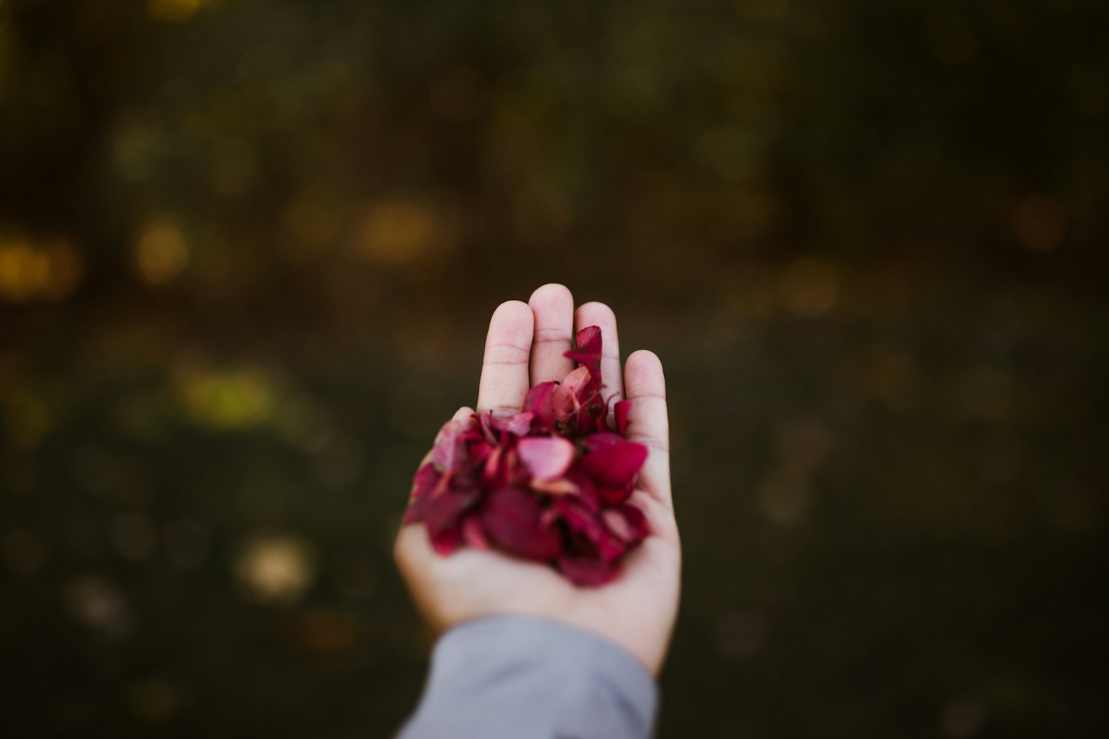 Canon EOS 6D + Canon EF 35mm F1.4L II USM sample photo. Person holding pink flower photography