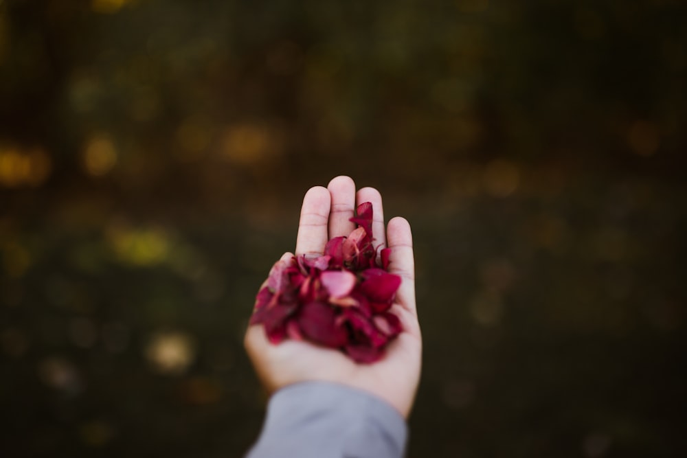 person holding pink flower petals