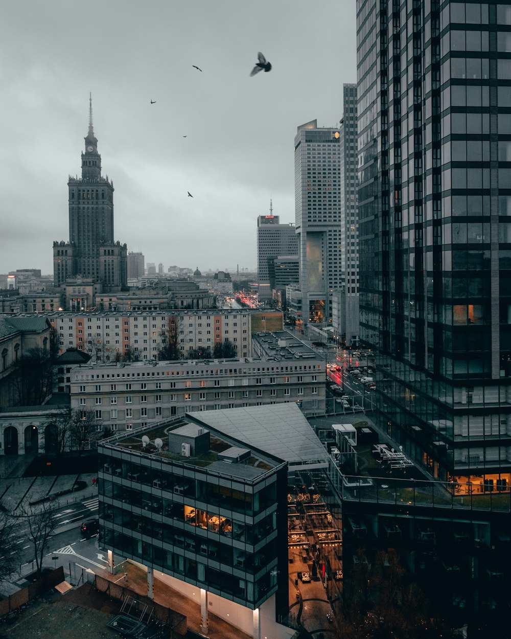 aerial photography of city with high-rise buildings showing birds flying above during night time