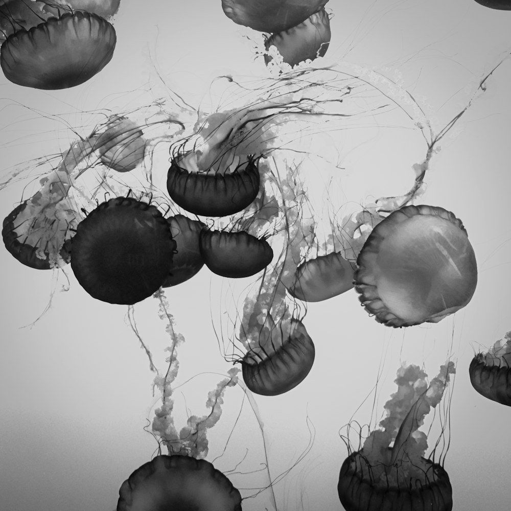 grayscale photography of jellyfish