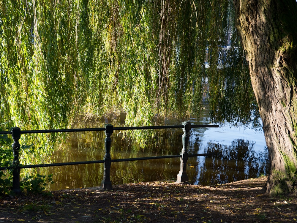 um banco sentado sob uma árvore ao lado de um lago