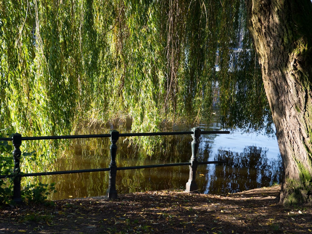 a bench sitting under a tree next to a lake