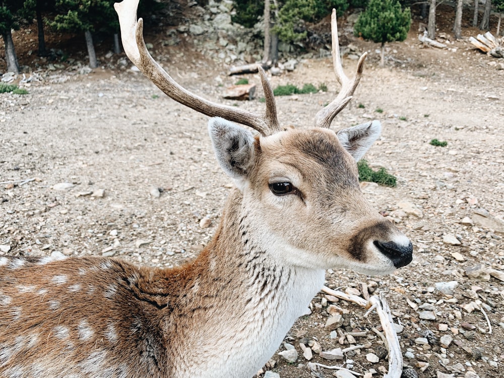 brown spotted deer