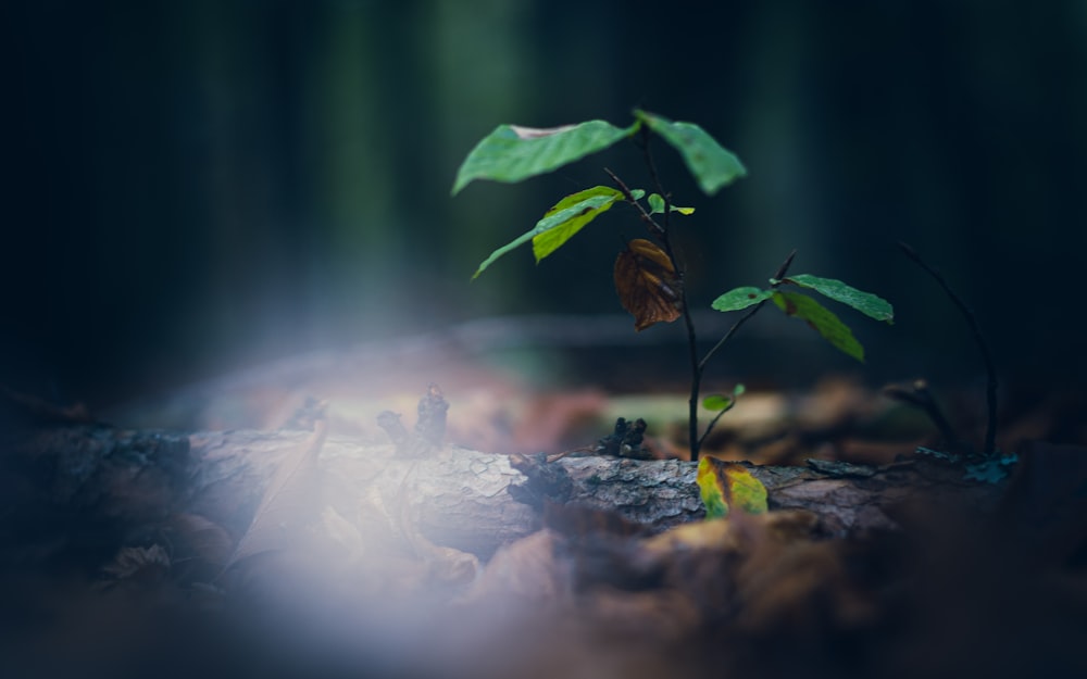 pianta a foglia verde