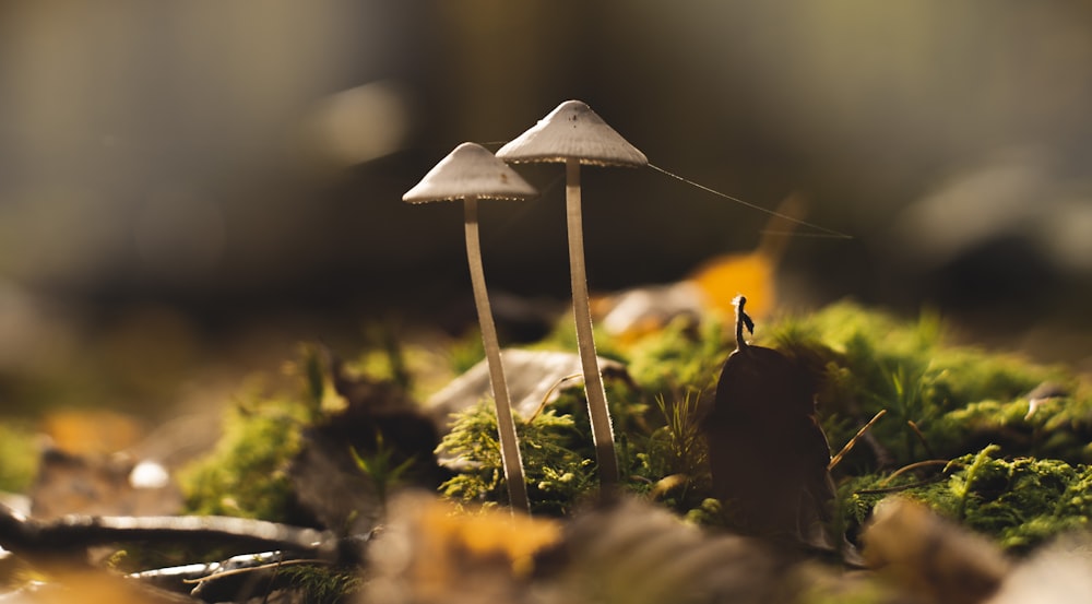 macro photography of gray-and-white mushrooms