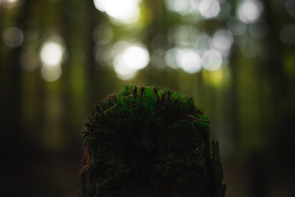 a moss covered tree stump in a forest