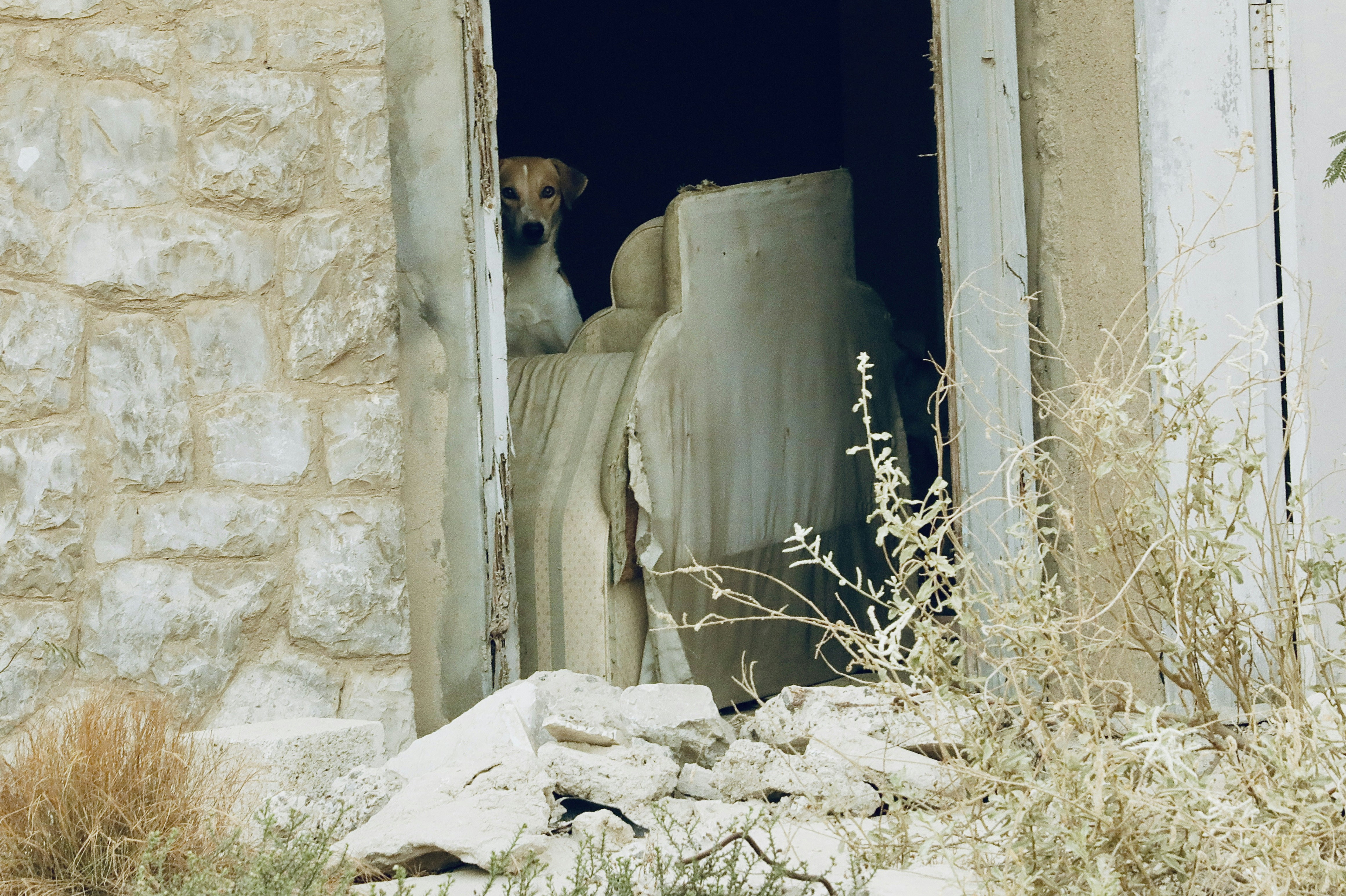 short-coated brown and white dog near open door