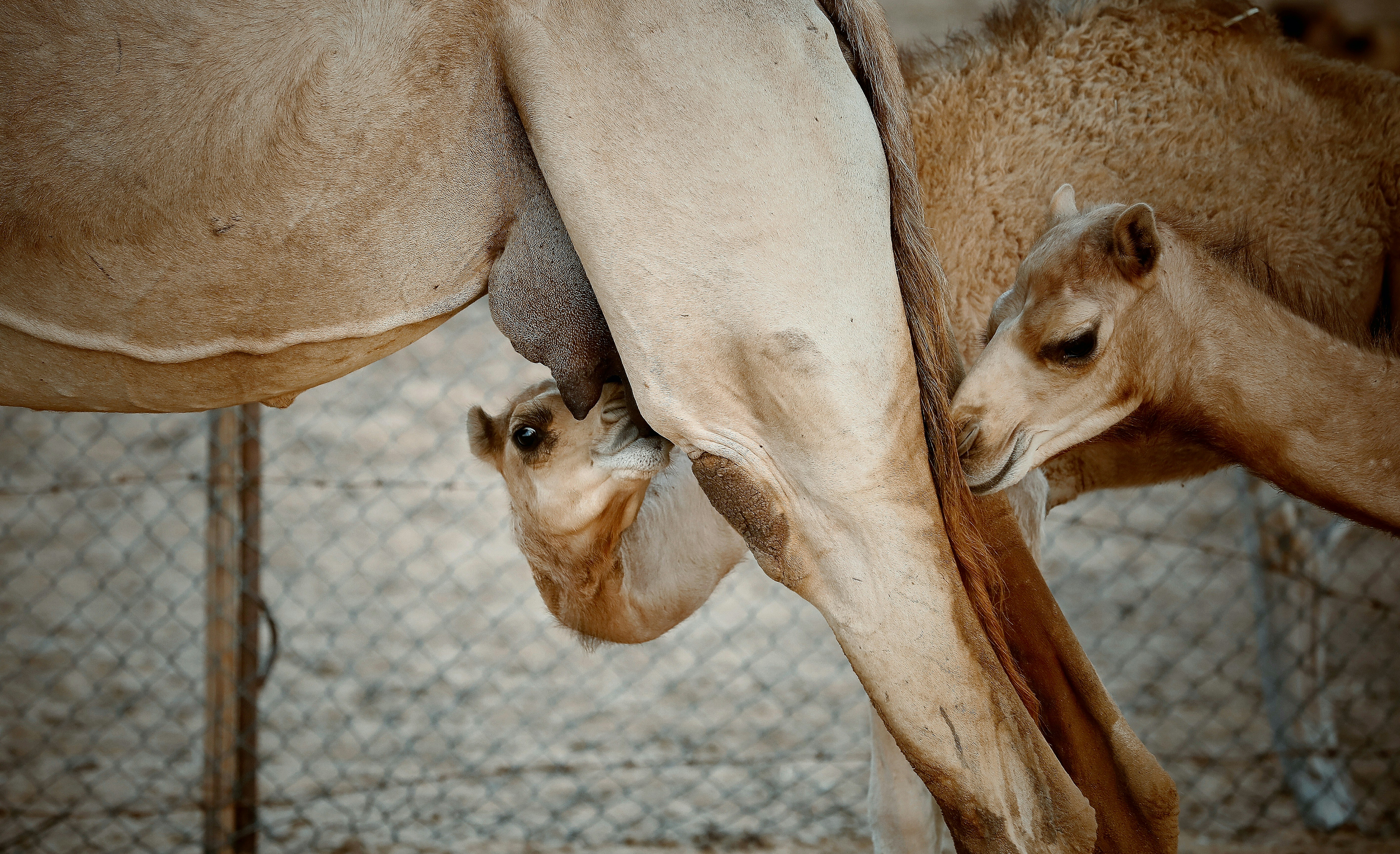 camel babies sucking on milk