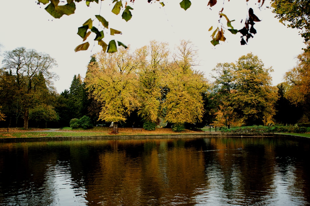 calm body of water by trees during daytime