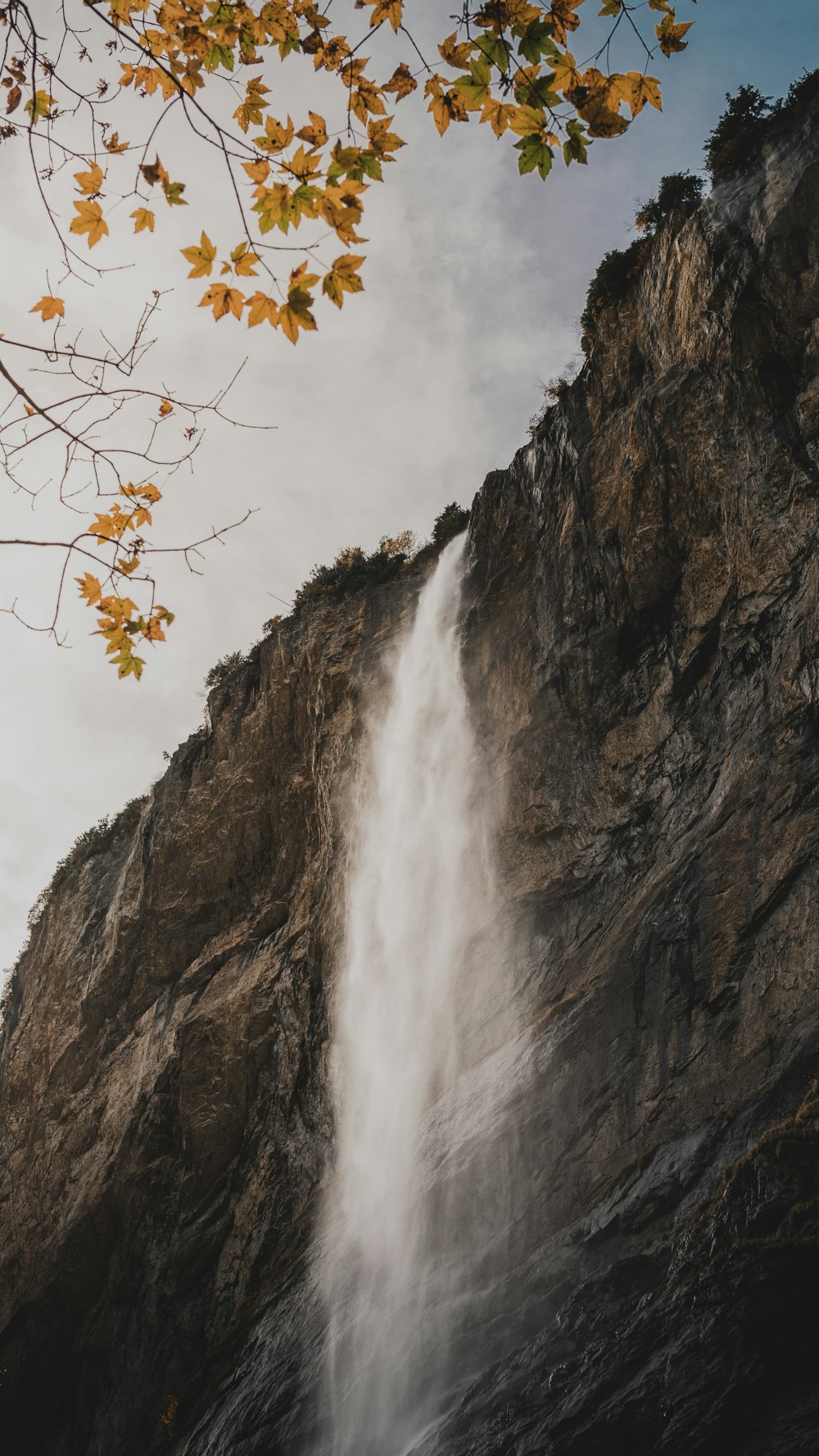 tree near waterfalls