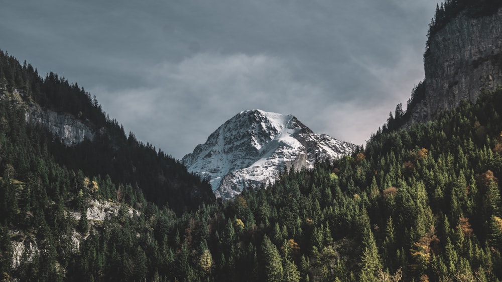 trees near mountain at daytime