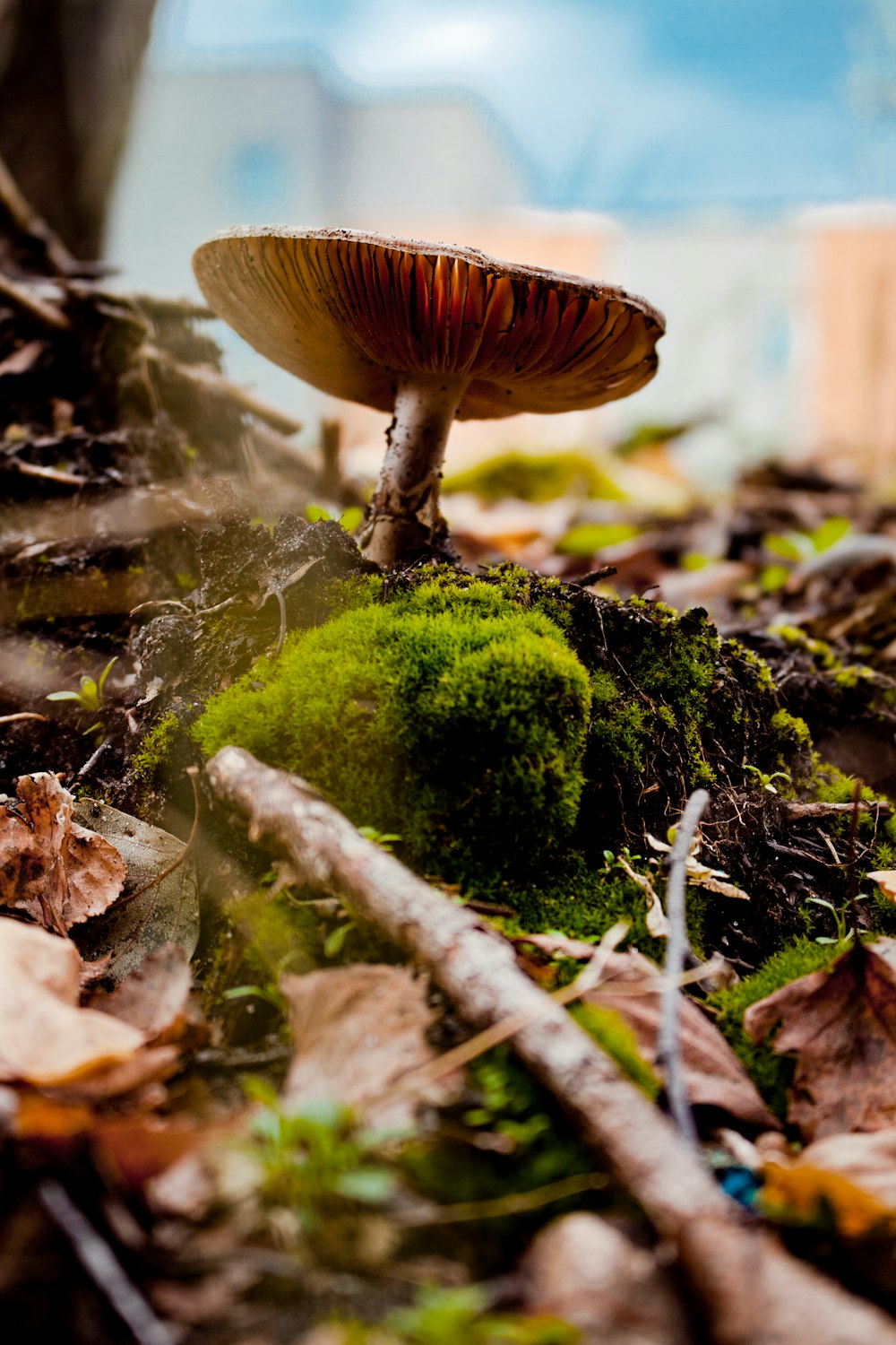 macro photography of brown mushroom