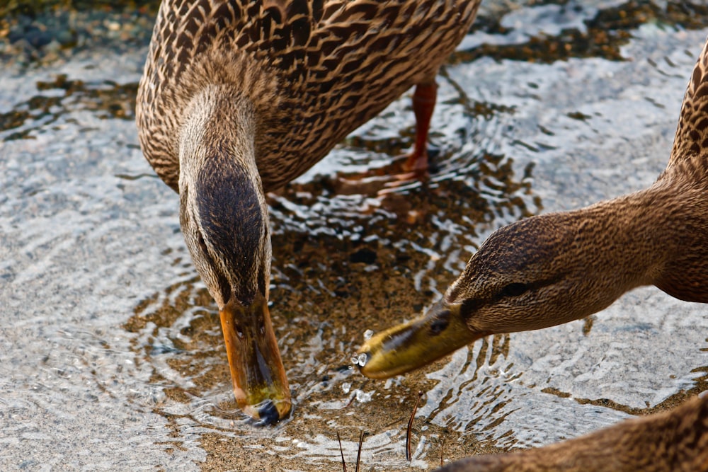 two brown ducks