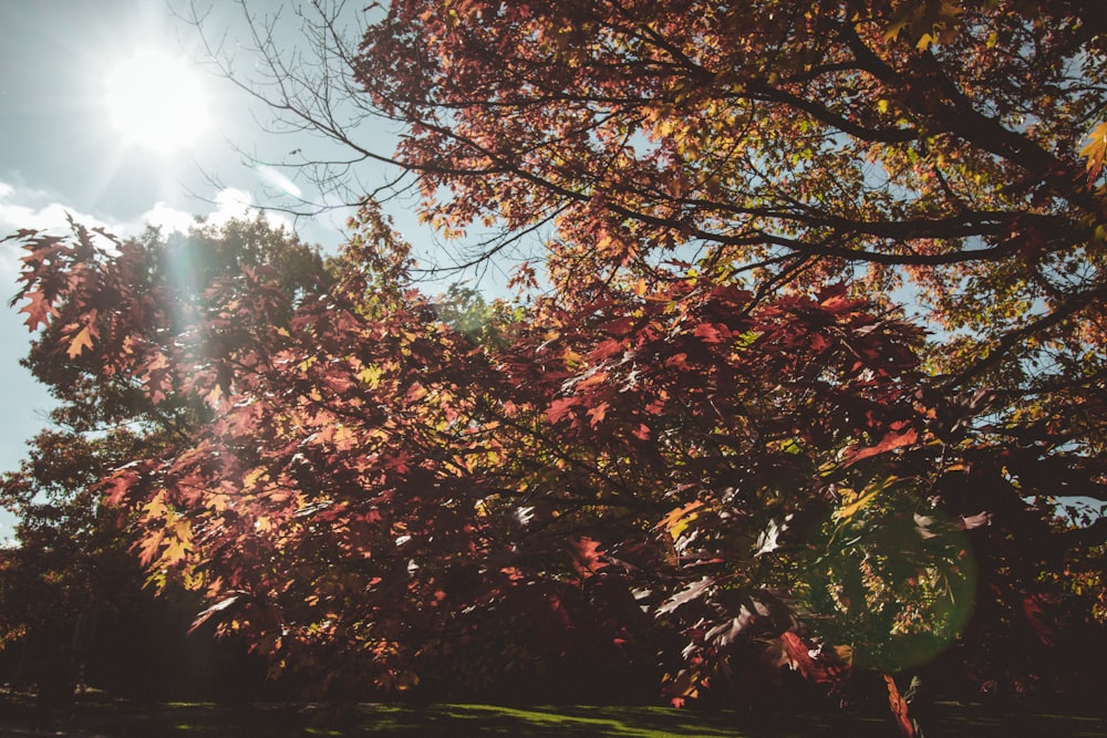 brown-leafed trees during daytime