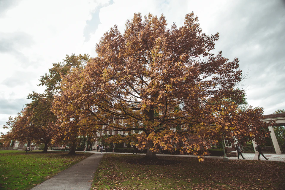 Serene autumn scene on college campus features large majestic tree with vibrant orange leaves