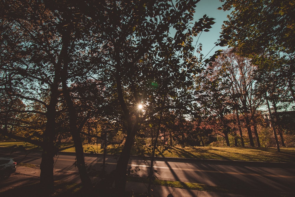 sun rays coming through green trees during daytime