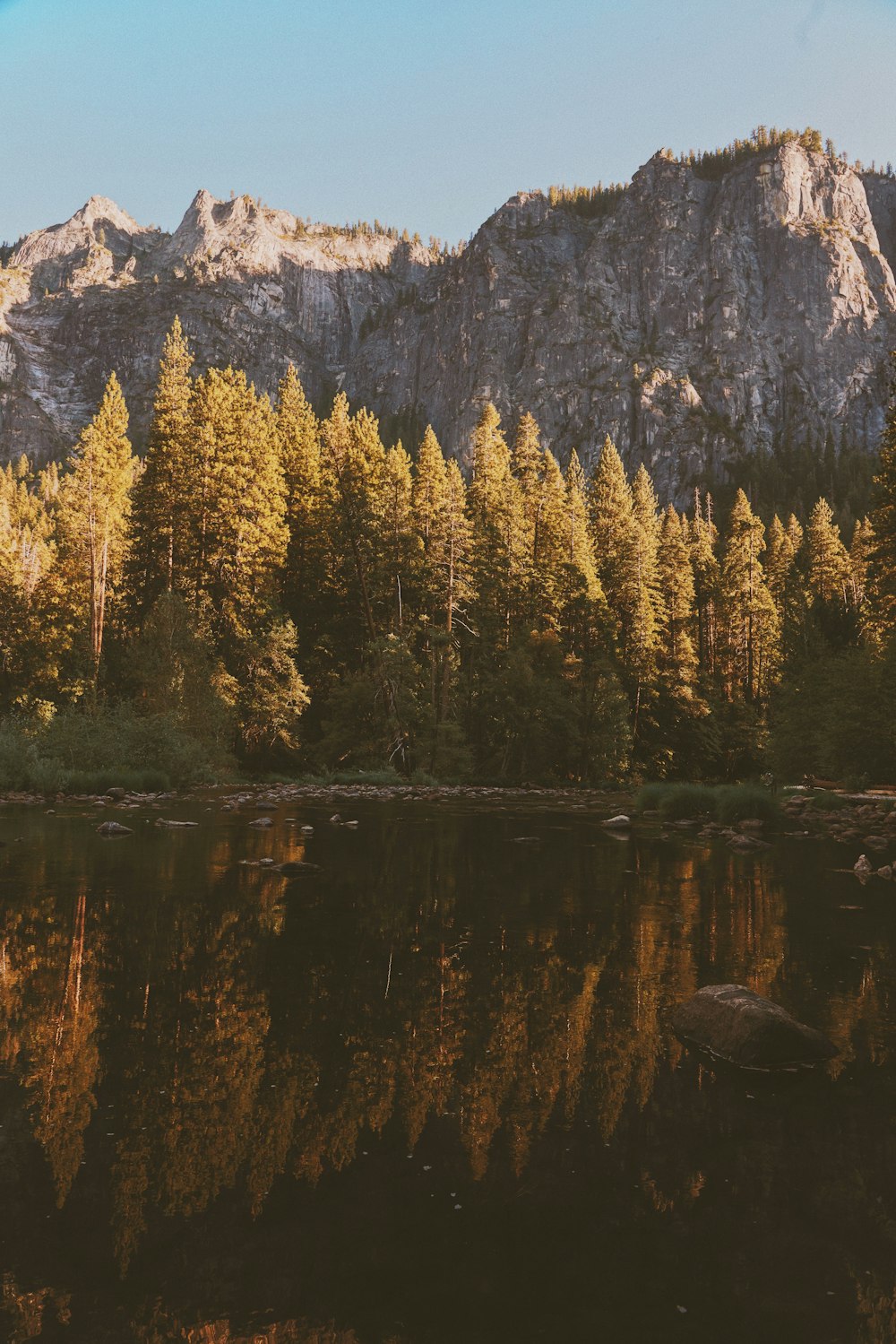 trees near mountain