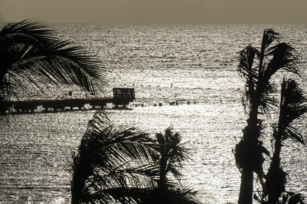 silhouette of trees near ocean