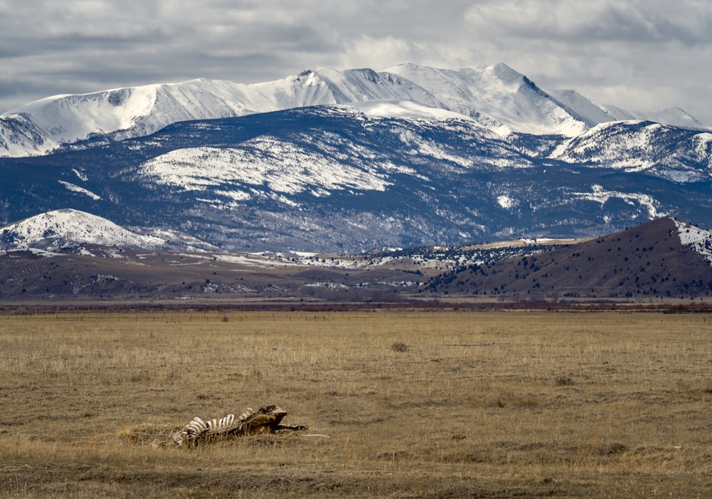 mountain during winter