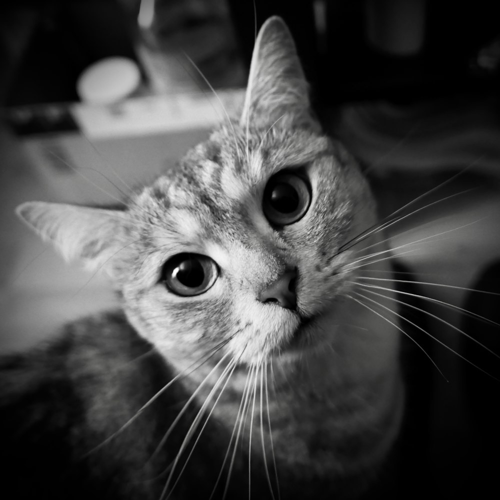 grayscale photography of cat