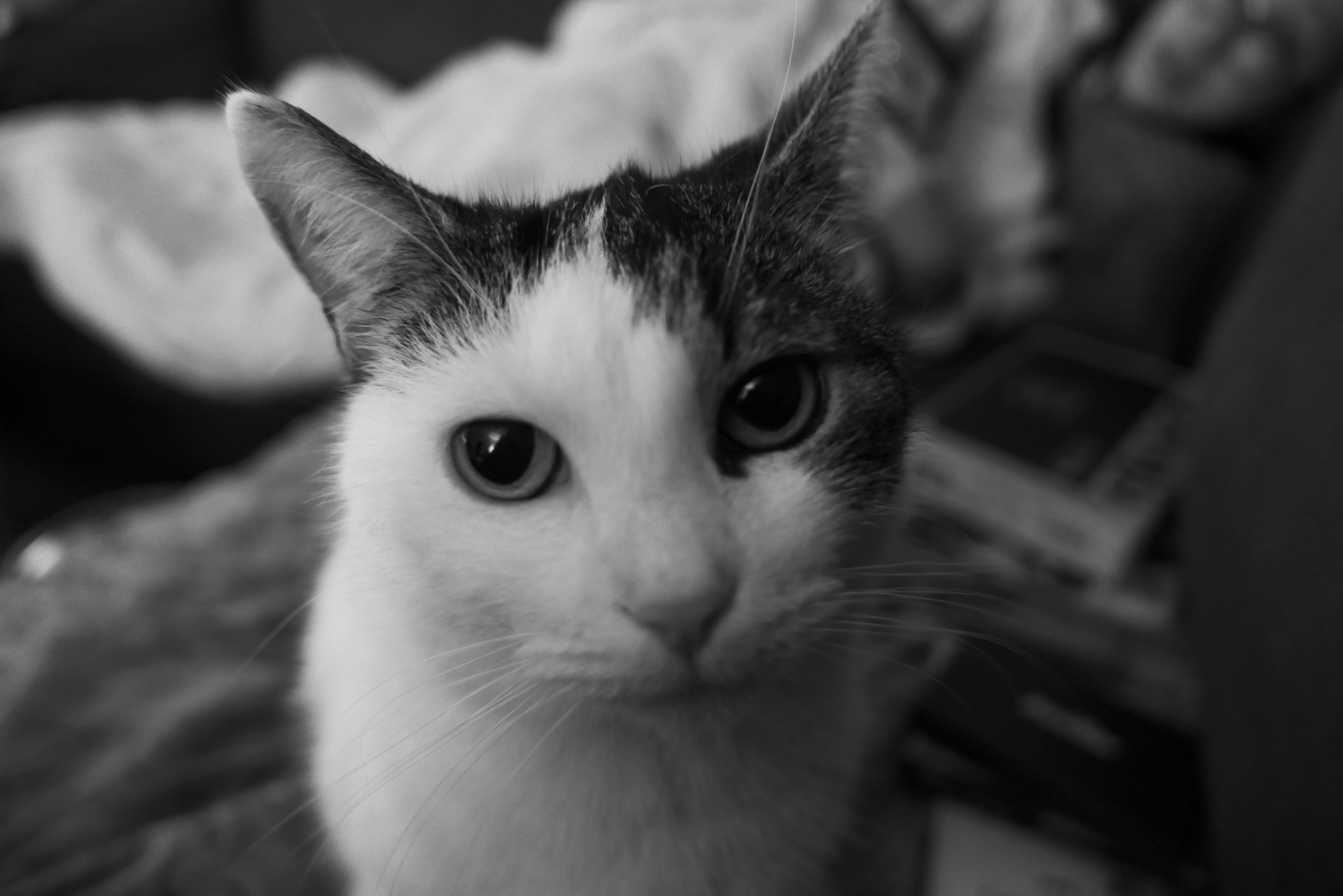 grayscale photography of cat