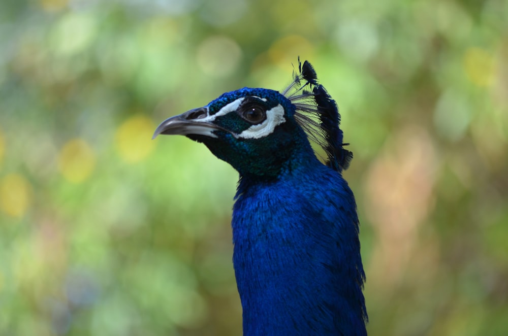 blue and white peafowl in macro photography