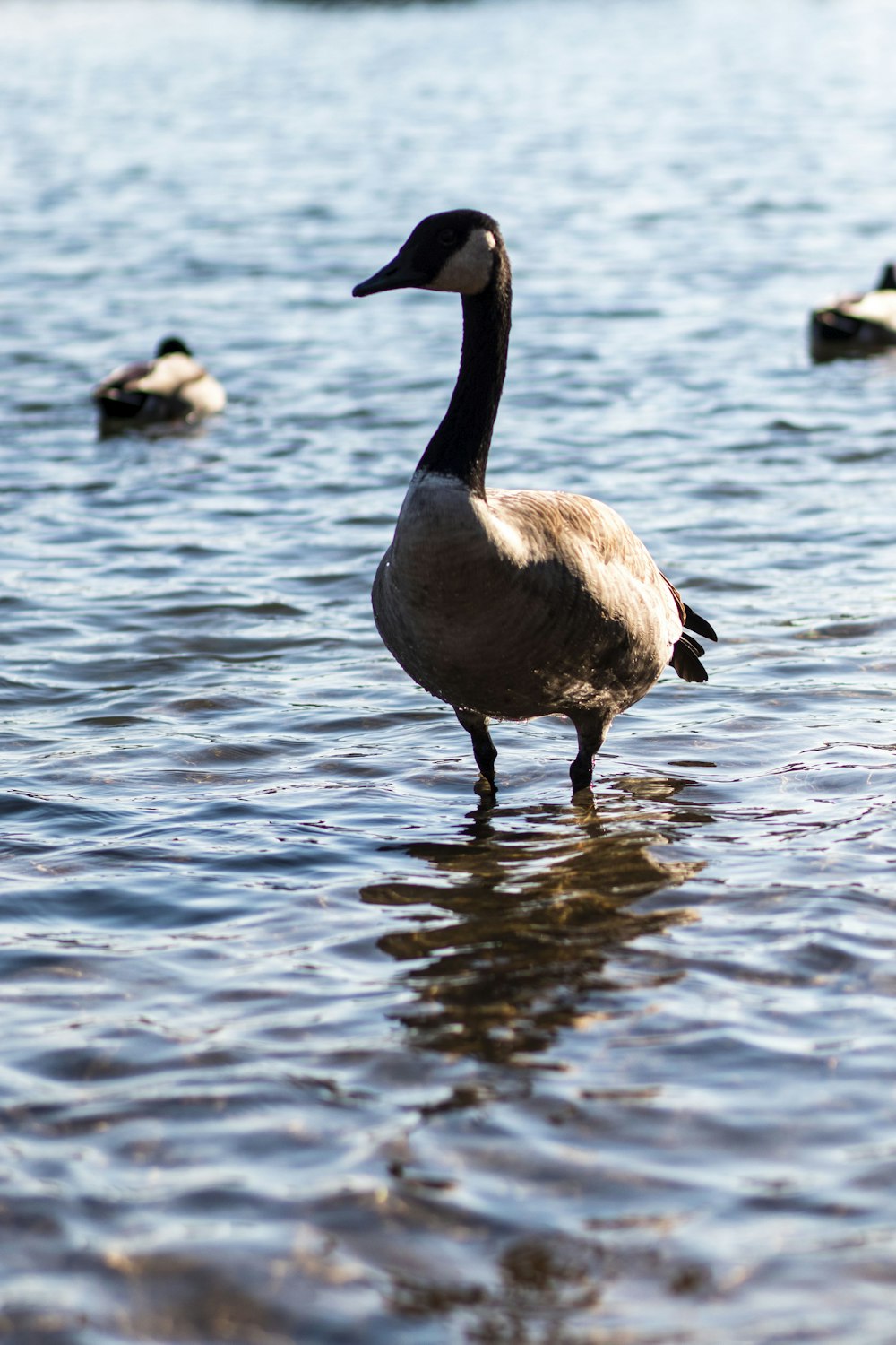 black duck in water