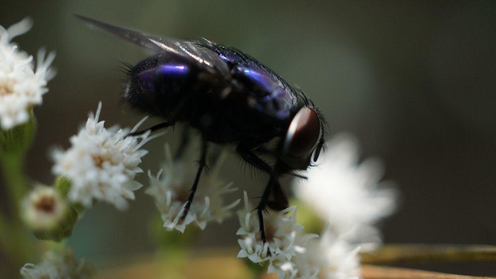 Schwarze Biene auf Blüten