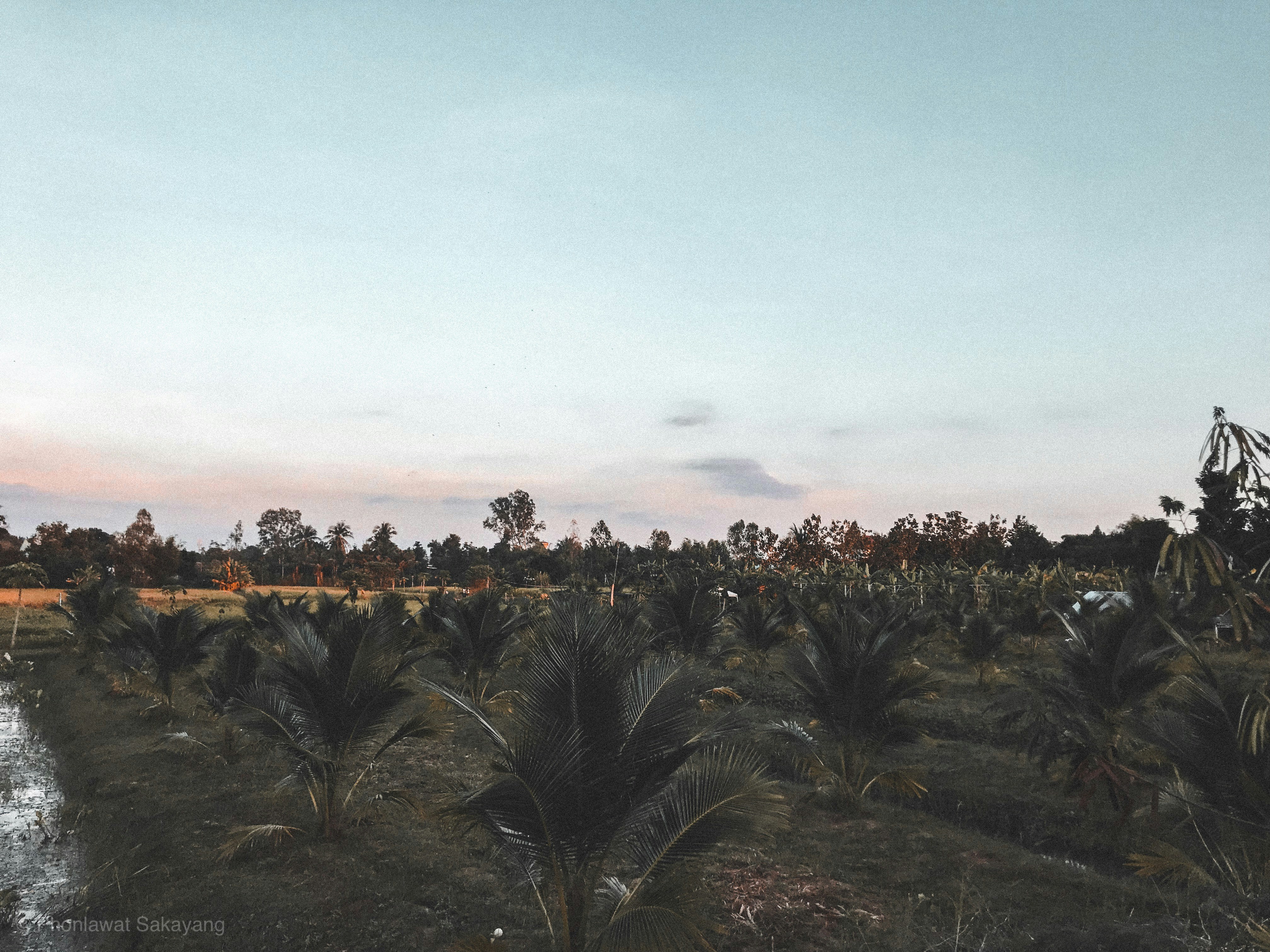 Les fermes de SIM à l'origine des messages de fraude