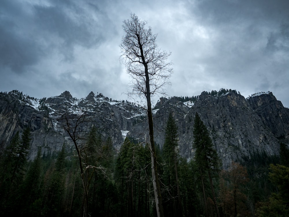 tree near mountain