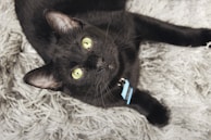 A black cat with bright yellow eyes is lying on a textured, gray, fluffy surface. The cat is wearing a collar with a blue tag.