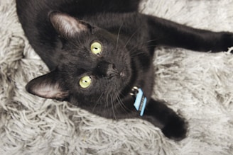 A black cat with bright yellow eyes is lying on a textured, gray, fluffy surface. The cat is wearing a collar with a blue tag.