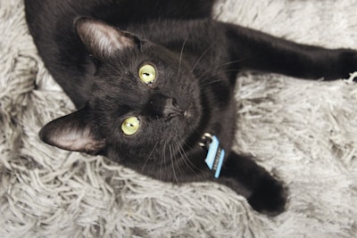 A black cat with bright yellow eyes is lying on a textured, gray, fluffy surface. The cat is wearing a collar with a blue tag.